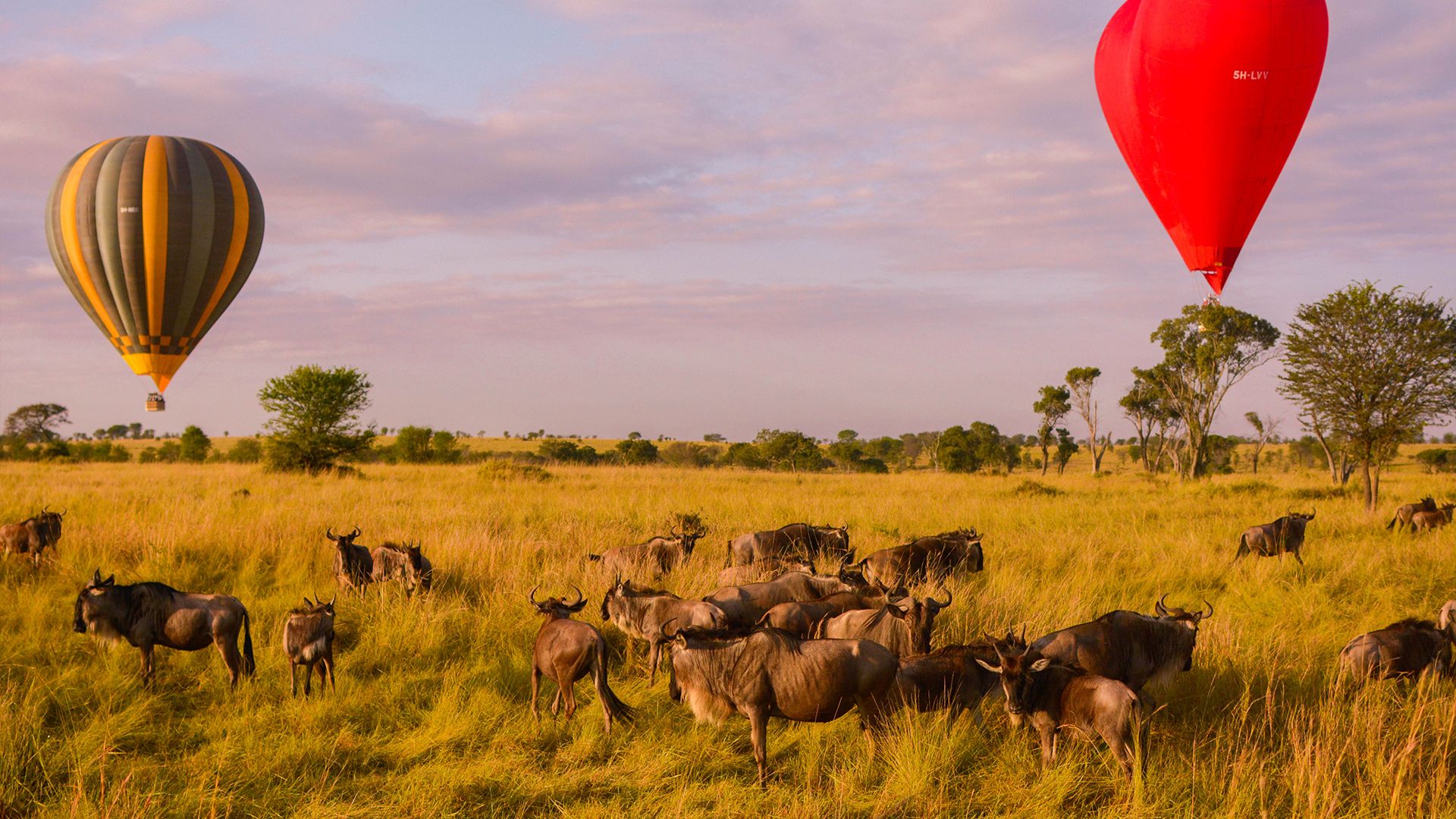 balloon safari tours